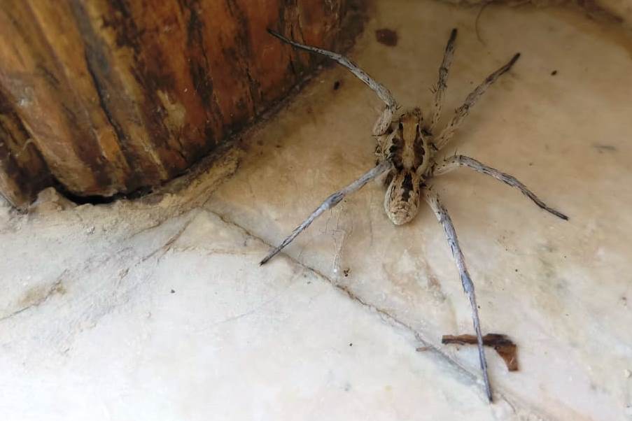 Wolf spider in the house