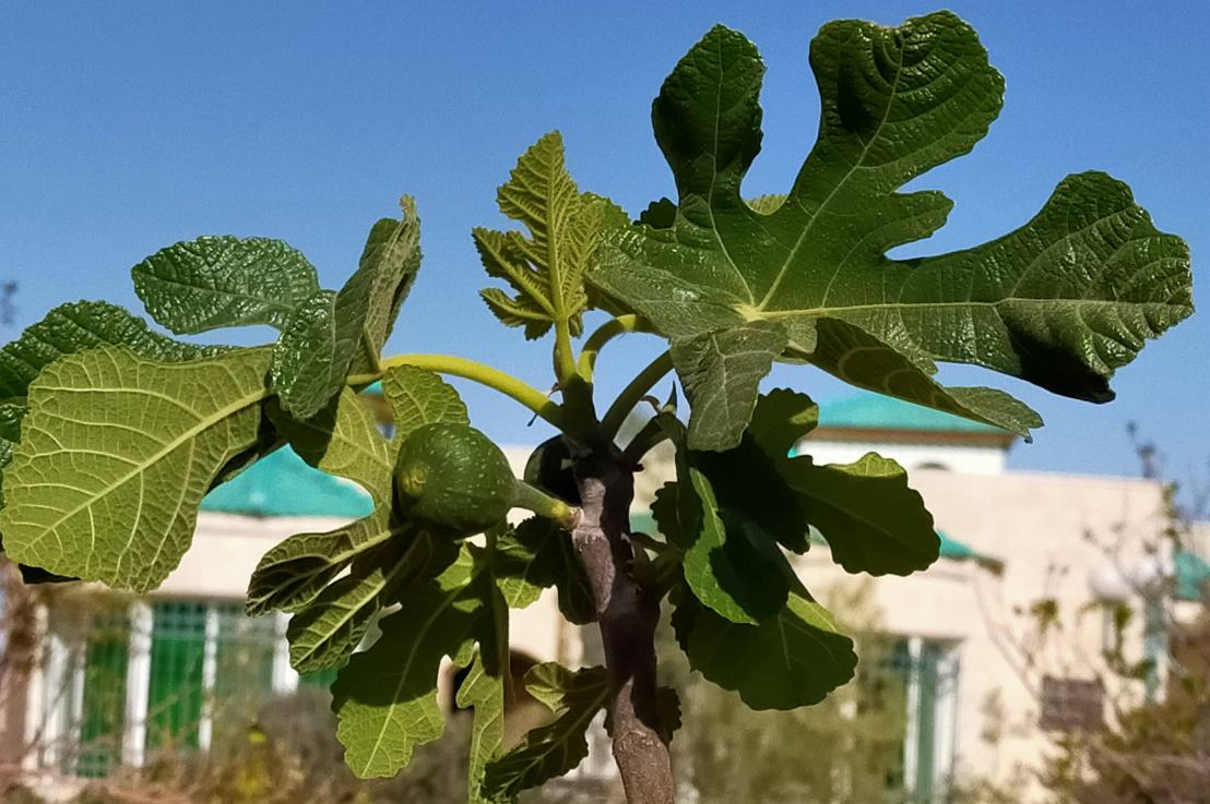 Figs on the tree